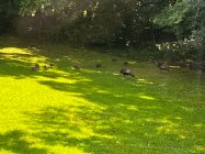 IMG_2079.jpeg