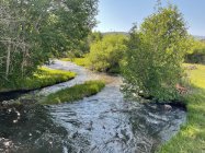IMG_0133.jpeg
