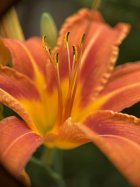 IMG_0934.jpeg