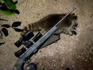 coon 7-2.jpg