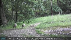 Geese.JPG