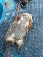 IMG_2537.jpeg