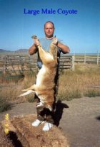 Mike___big_Coyote_16343036 (Small).jpg