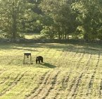 IMG_1468.jpeg