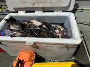 IMG_2557.jpeg