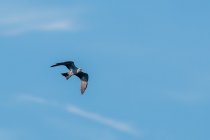 AW5_1522-Edit.jpg