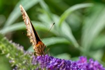 AW5_1640-Edit.jpg