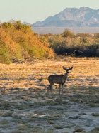 IMG_4873.jpeg