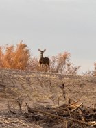 IMG_2475.jpeg