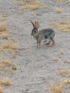 IMG_0951.jpeg