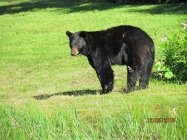 Bear.jpg