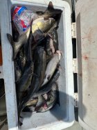 IMG_2559.jpeg