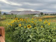 IMG_0144.jpeg