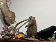 IMG_2765.jpeg