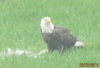 upload_2017-7-24_10-21-40.jpeg