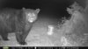 abear2.jpg