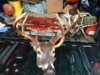3 antlered deer.JPG