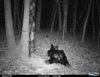 Lazy bear.JPG