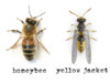 honeybee-vs-yellow-jacket.jpg