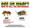 bee.jpeg
