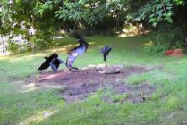 Spypoint_20250706_080431.jpg