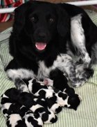 reis and pups1.jpg