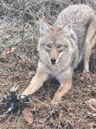 trapyote.jpg