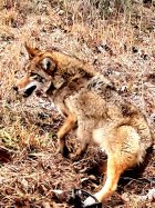 coydog.jpg