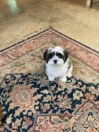 IMG_0740.jpeg