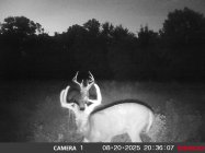 2bucks.JPG