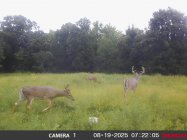 BucksB.JPG