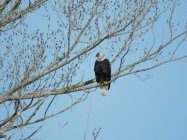Eagle 1.JPG