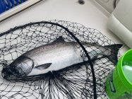 fish.jpg
