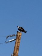 IMG_5350.jpeg