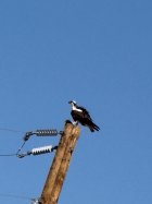 IMG_5361.jpeg
