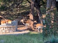 IMG_0276.jpeg