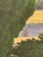 IMG_7284.jpeg