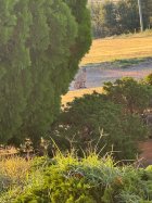 IMG_7282.jpeg