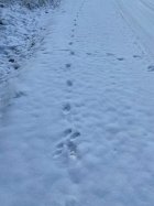 IMG_1284.jpeg