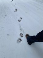 IMG_0593.jpeg
