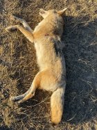 IMG_2703.jpeg