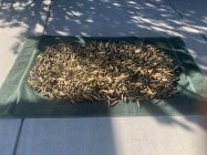 IMG_3719.jpeg