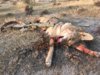 coyote kill 39.JPG
