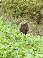 IMG_8069.jpeg
