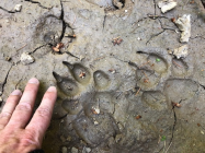 wolftrack2.png