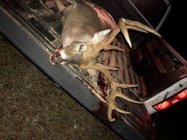 deer.jpg