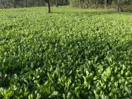 IMG_7735.jpeg IMG_7735.jpeg