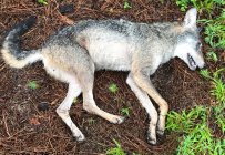 IMG_0062.jpeg IMG_0062.jpeg