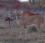 Screenshot_20251021-190315_Reveal.jpg Screenshot_20251021-190315_Reveal.jpg