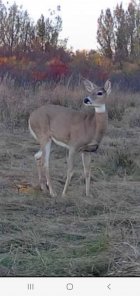 Screenshot_20251021-185903_Reveal.jpg Screenshot_20251021-185903_Reveal.jpg